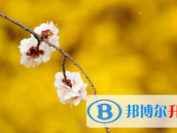 2021年宜賓怎樣查詢中考藝體考試成績