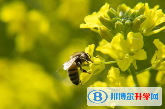 綿陽2021年中考報(bào)名網(wǎng)